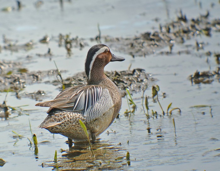 Garganey