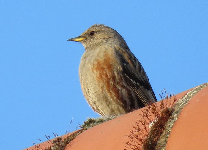 Alpine Accentor