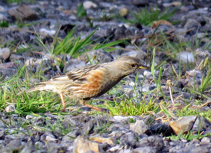 Alpine Accentor