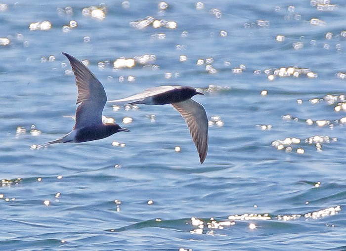 Black Tern