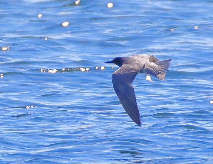 Black Tern