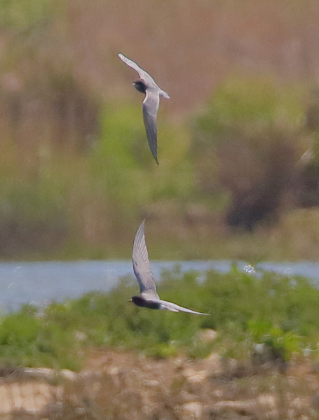 Black Tern
