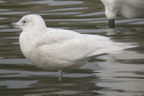 Iceland Gull
