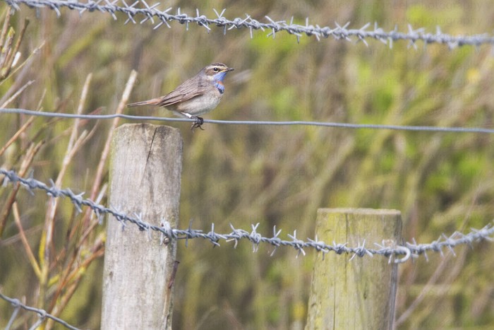 Red-spotted Bluethroat