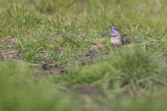 Red-spotted Bluethroat