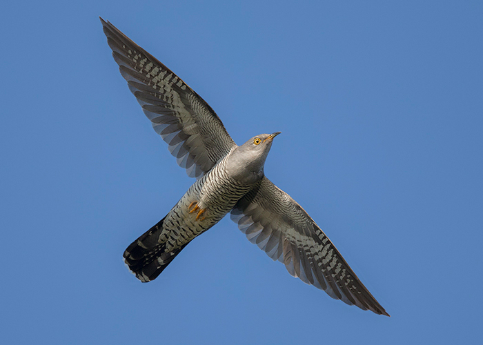 Cuckoo