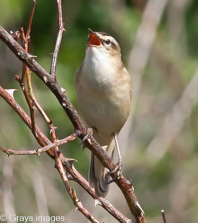 Reed Warbler