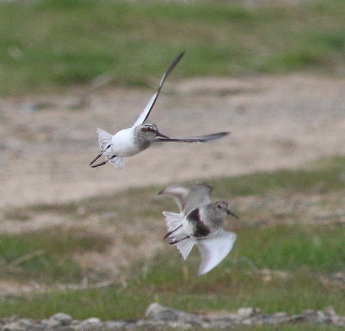 Broad-billed Sandpiper