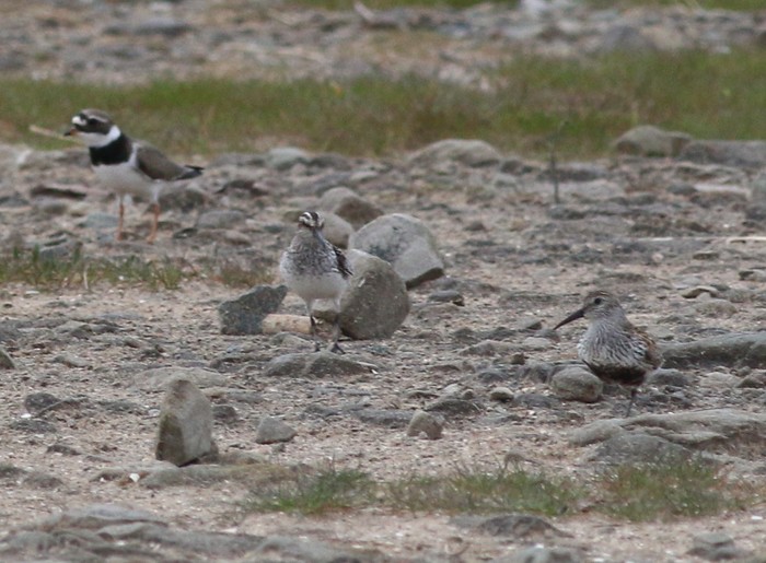 Broad-billed Sandpiper