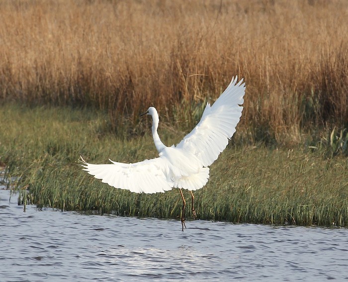 Great White Egret
