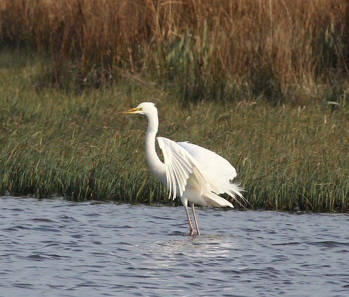Great White Egret
