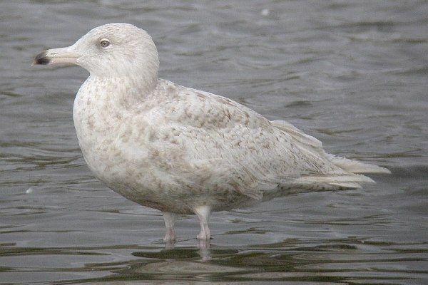 Glaucous Gull