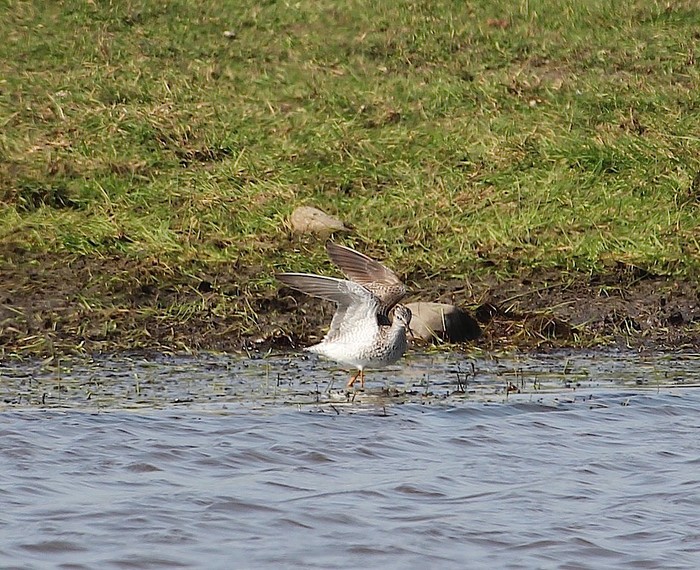 Lesser Yellowlegs