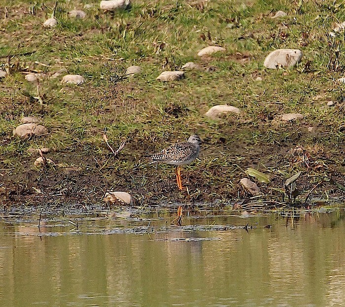 Lesser Yellowlegs