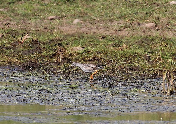 Lesser Yellowlegs
