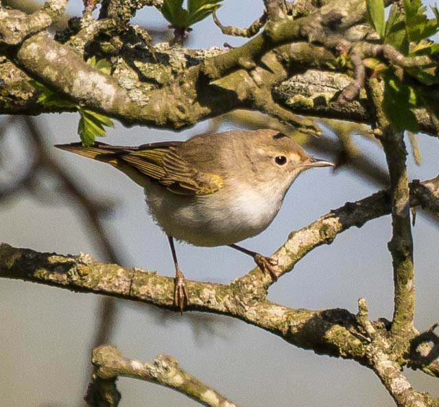 Western Bonelli's Warbler