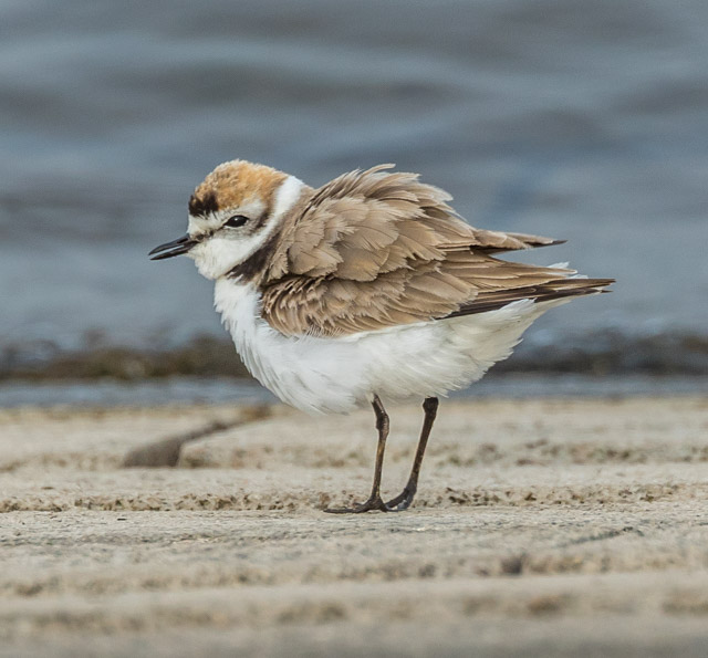 Kentish Plover