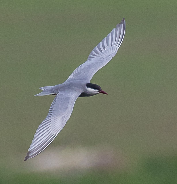 Whiskered Tern