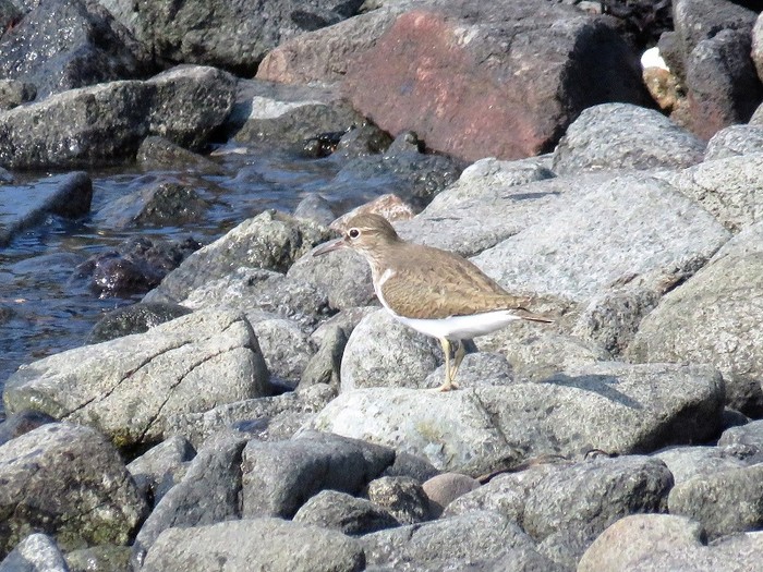 Common Sandpiper