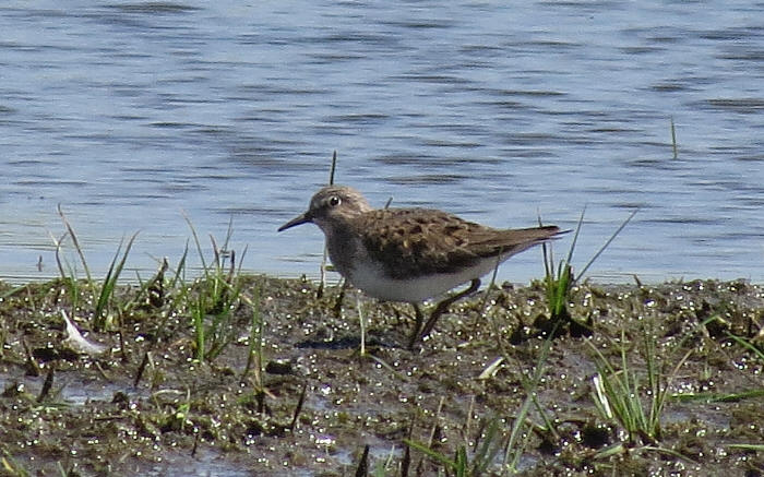 Temminck's Stint