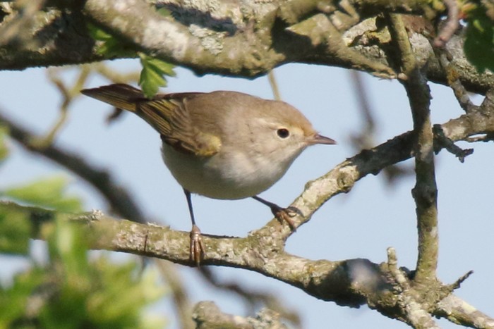 Western Bonelli's Warbler