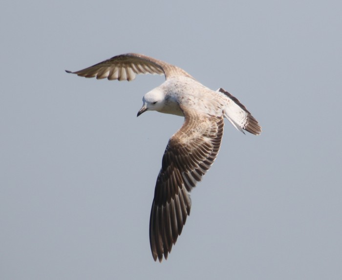 Caspian Gull