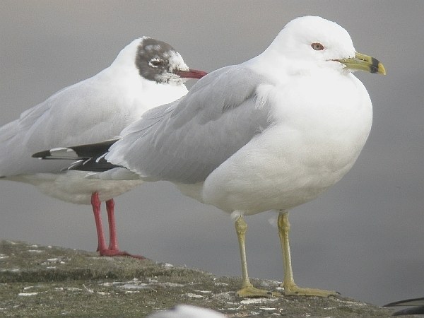 Ring-billed Gull