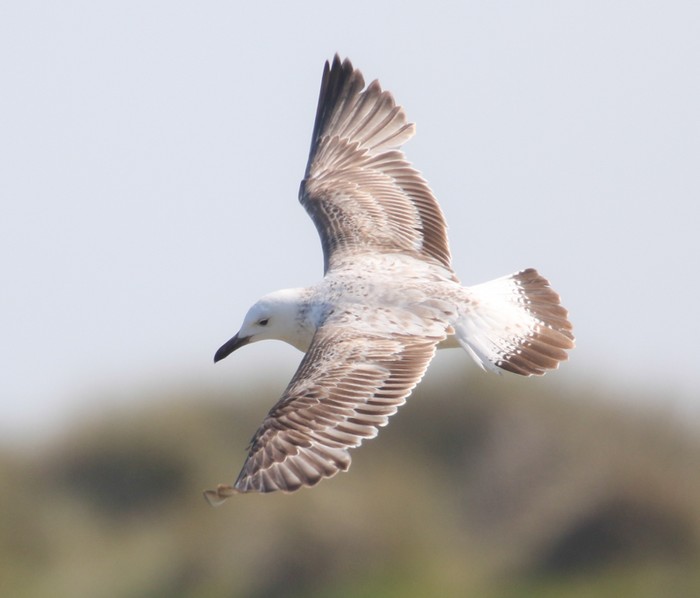 Caspian Gull