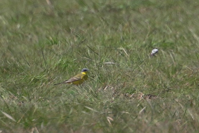 Grey-headed Wagtail