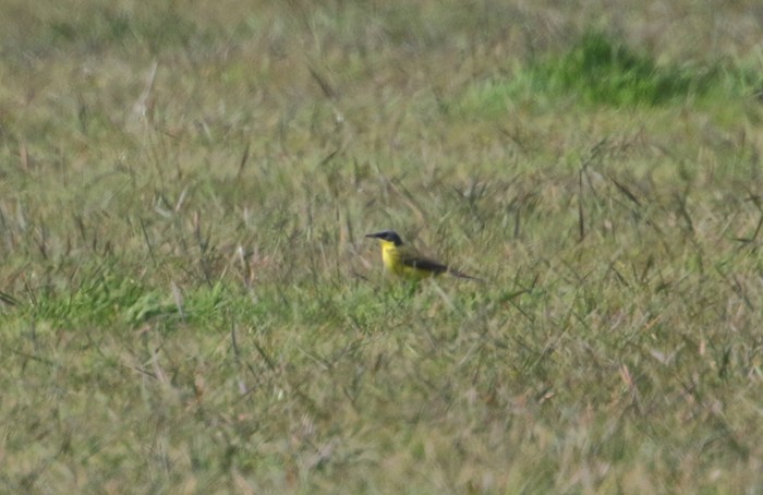Grey-headed Wagtail