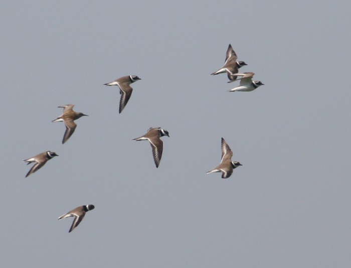 Tundra Ringed Plover
