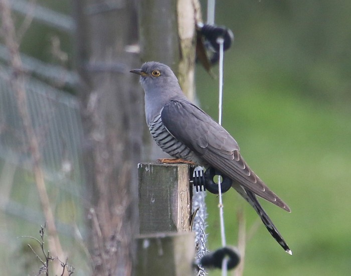 Cuckoo