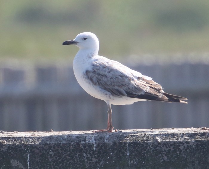 Caspian Gull