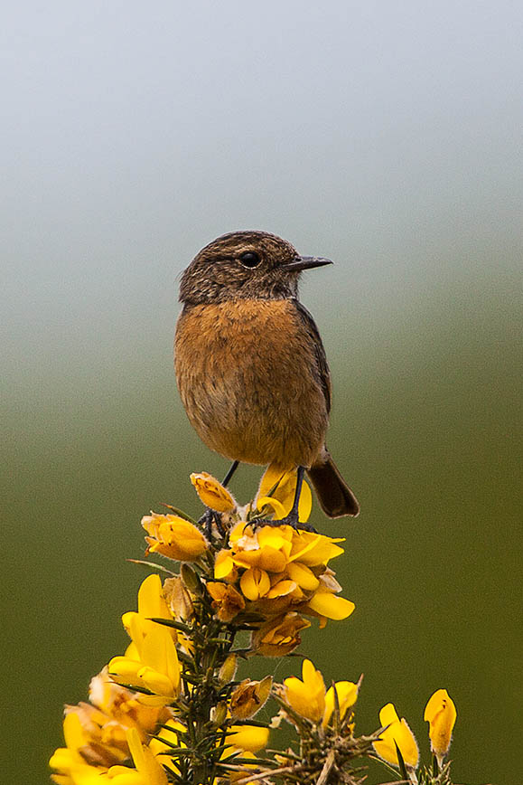 Stonechat