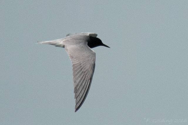 Black Tern