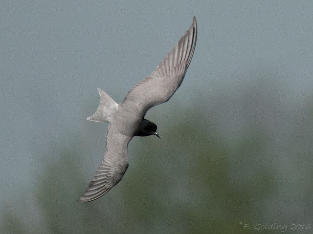 Black Tern
