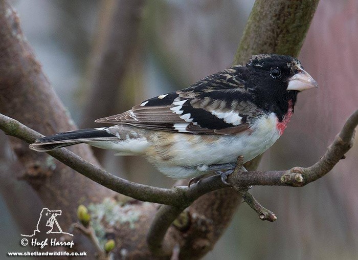 Rose-breasted Grosbeak