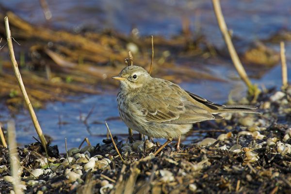 Water Pipit