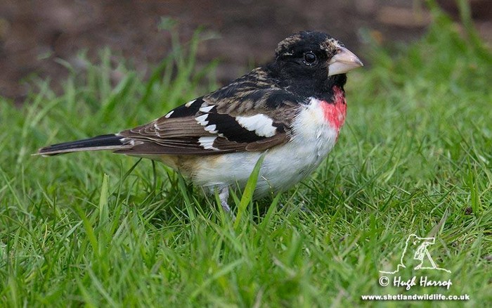 Rose-breasted Grosbeak