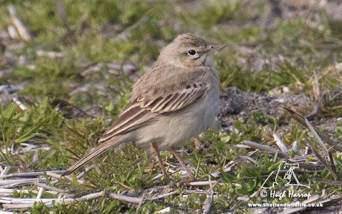 Tawny Pipit