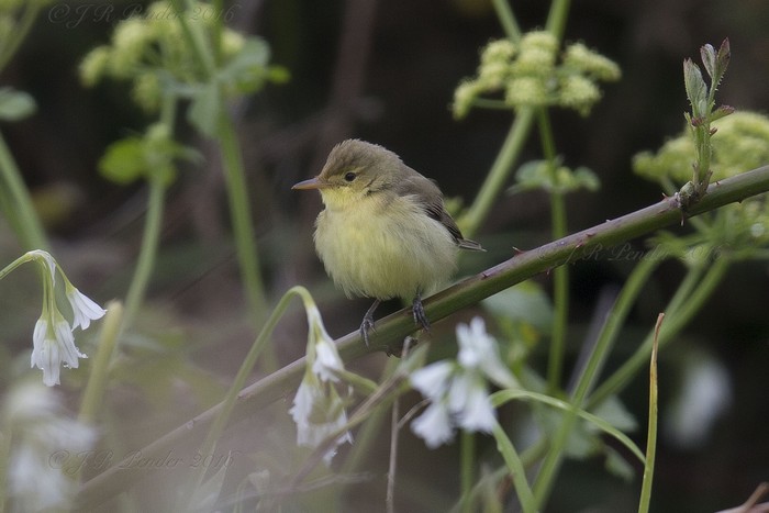 Melodious Warbler