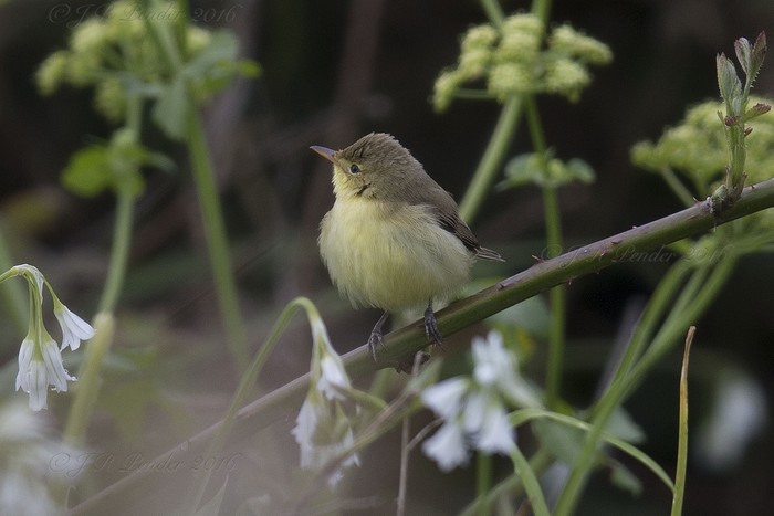 Melodious Warbler