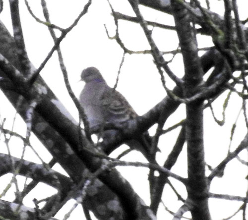 Western Rufous Turtle Dove