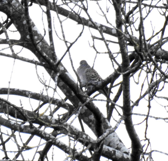 Western Rufous Turtle Dove