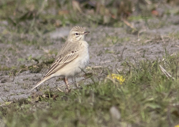 Tawny Pipit