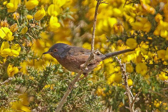 Dartford Warbler