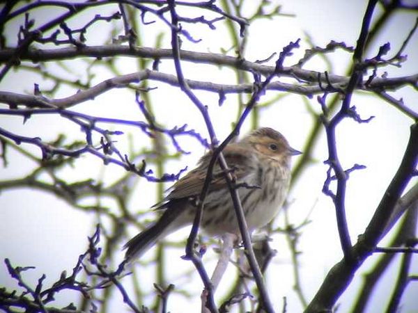Little Bunting