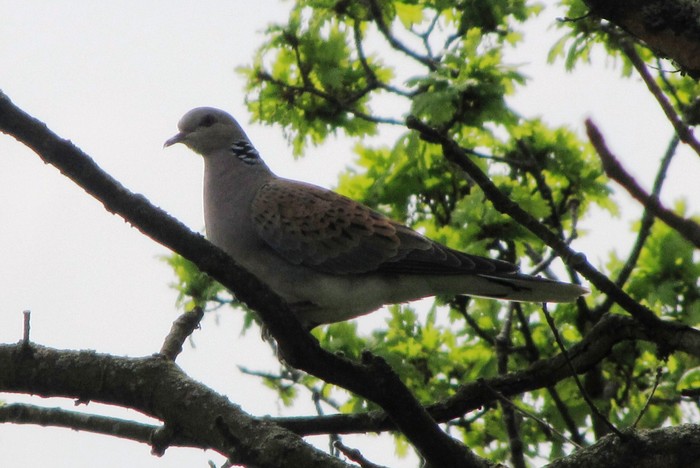 Turtle Dove