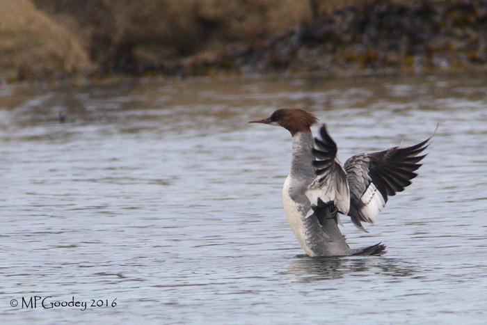 Goosander