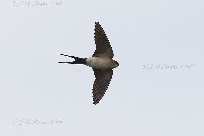 Red-rumped Swallow